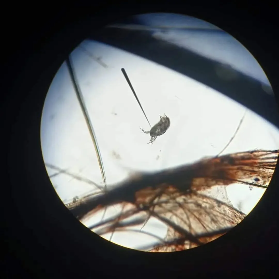 Ácaro identificado en muestra dermatológica canina bajo microscopio óptico — raspado cutáneo para diagnóstico parasitológico de dermatosis canina. Zoovet.