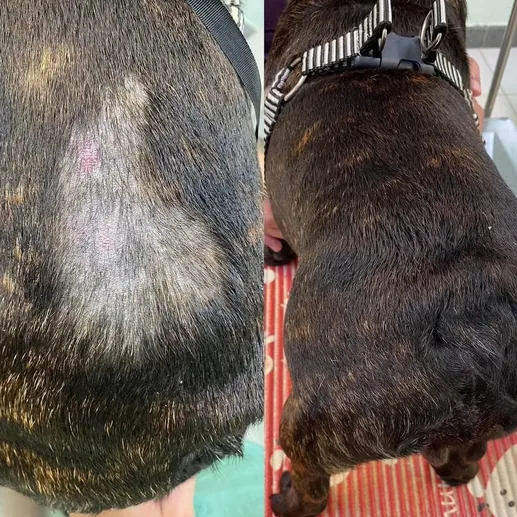 Caso clínico documentado: alopecia focal en zona dorsal de paciente canino (bulldog, 10 meses) de etiología parasitológica — antes y después de tratamiento a 30 días. Diagnóstico diferencial: no alergia. Zoovet.