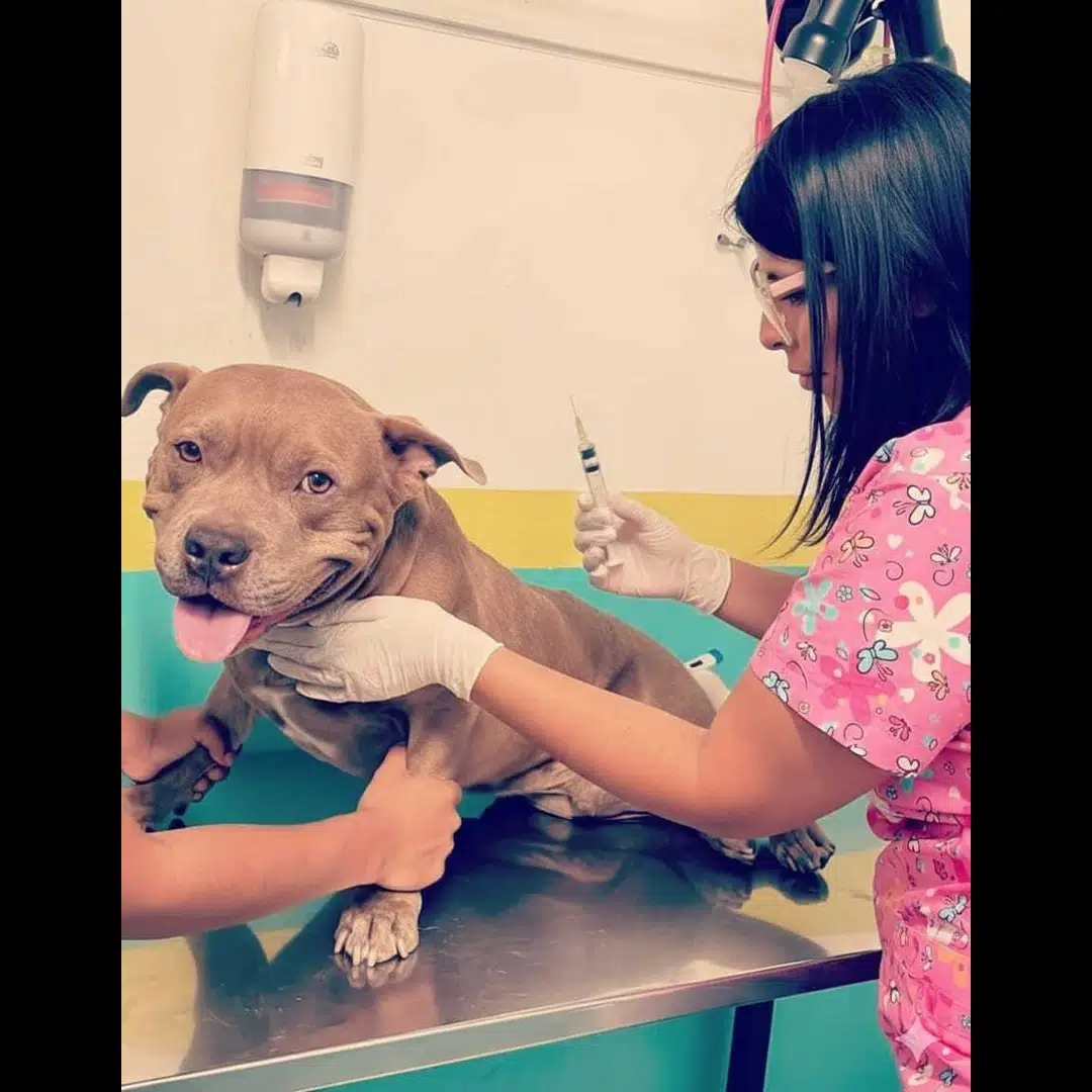 Dra. Jessica Camacho García, Médico Veterinaria Zootecnista CMVP 12434, con guantes y gafas de protección durante procedimiento clínico en paciente canino — Zoovet.