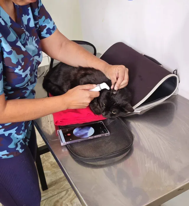 Dra. Jessica Camacho García, CMVP 12434, procedimiento de lectura e implantación de microchip ISO 11784/11785 en paciente canino para certificación zoosanitaria de exportación internacional. Zoovet Travel.