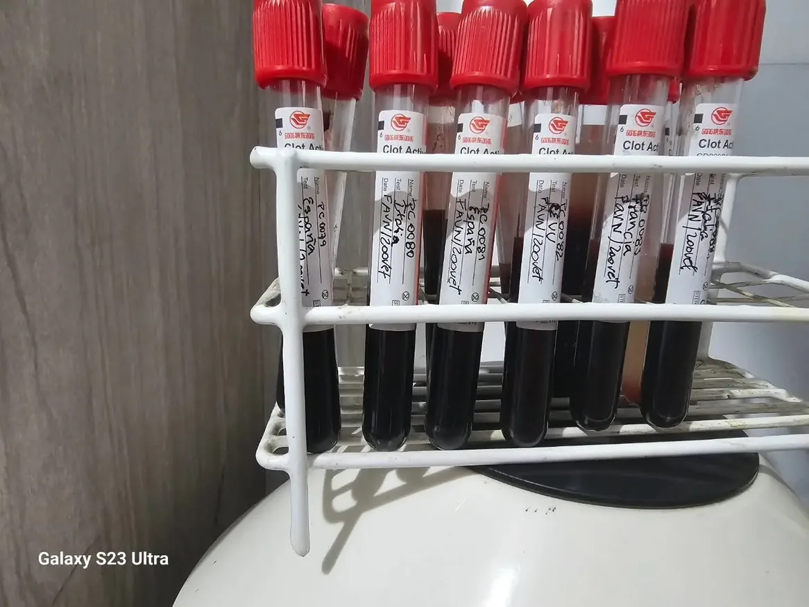 Tubos de suero canino etiquetados para prueba FAVN de titulación de anticuerpos antirrábicos — envío a laboratorio de referencia internacional acreditado, protocolo de exportación a España. Zoovet Travel.
