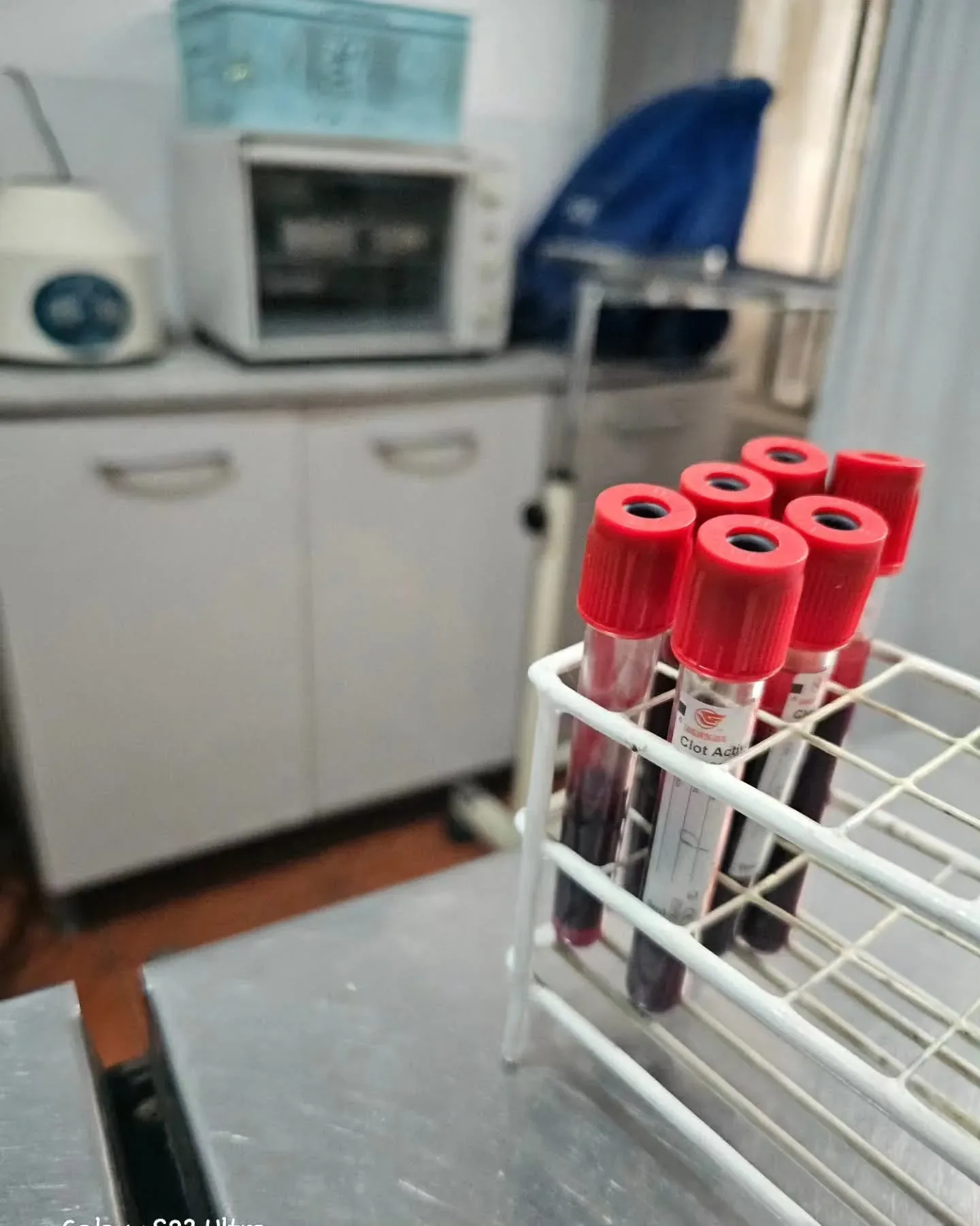 Laboratorio clínico veterinario Zoovet — centrífuga y tubos en procesamiento de muestras para protocolo de exportación internacional de mascotas.